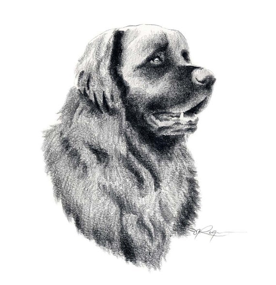 LEONBERGER Dog Pencil Drawing ART Print Signed by Artist DJ