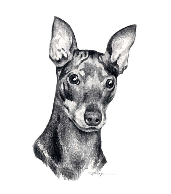 MINIATURE PINSCHER Dog Pencil Drawing Art Print Signed by