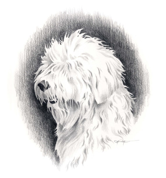 Download OLD ENGLISH SHEEPDOG Dog Pencil Drawing Art Print Signed By