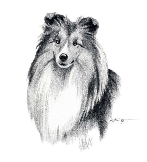 SHETLAND SHEEPDOG Dog Pencil Drawing Art Print Signed by