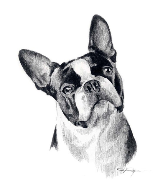 BOSTON TERRIER Dog Art Print Signed by Artist DJ Rogers