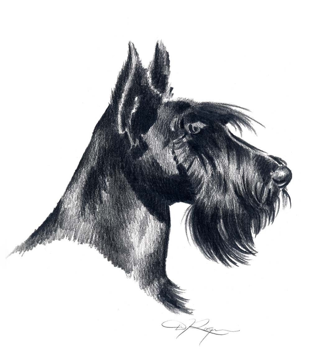 SCOTTISH TERRIER Dog Pencil Drawing Art Print Signed by Artist