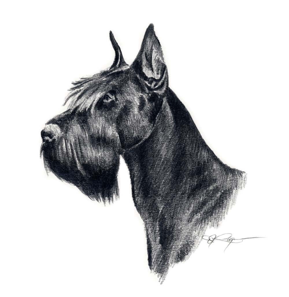 Download GIANT SCHNAUZER Dog Art Print Signed by Artist DJ Rogers