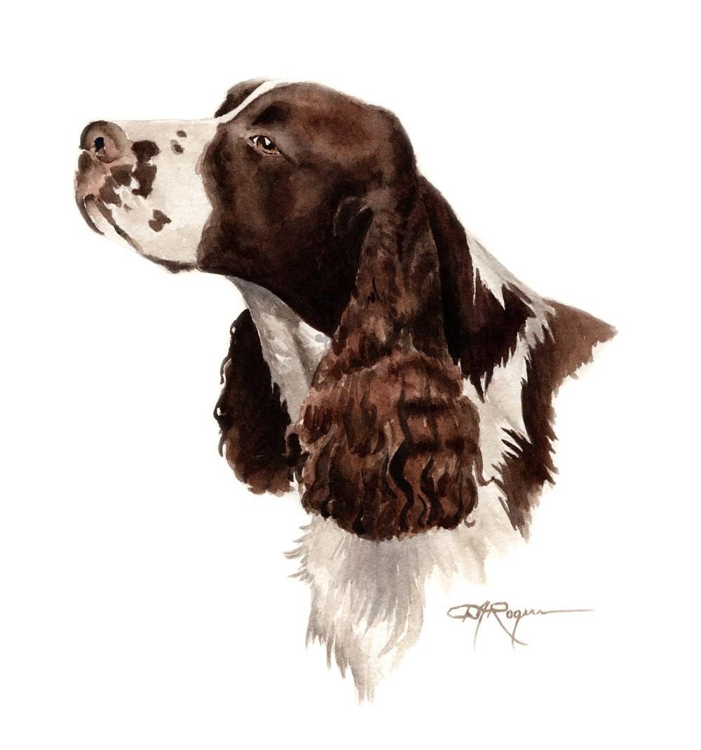 SPRINGER SPANIEL Dog Watercolor Painting ArtPrint Signed by