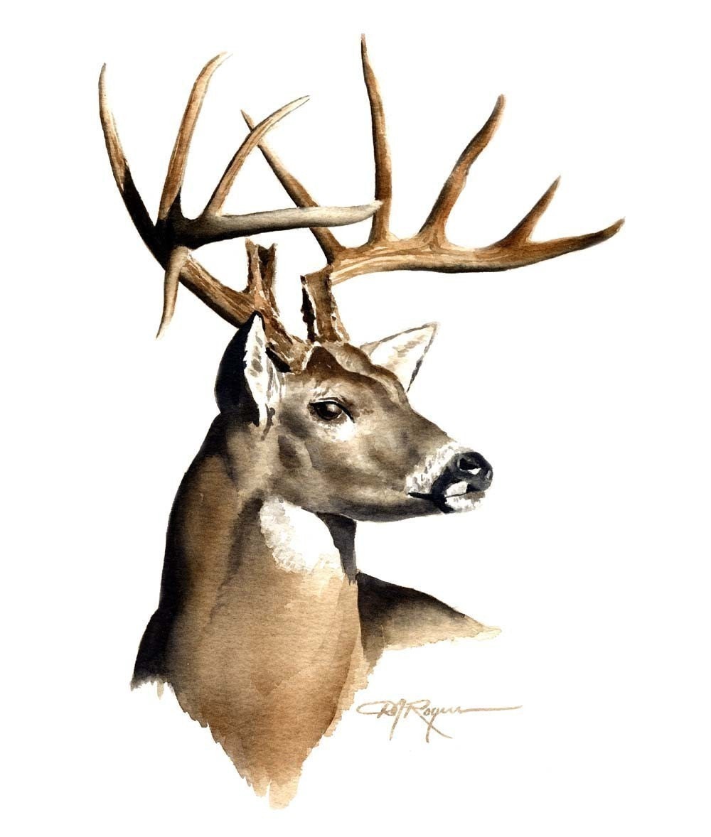 Deer Buck Drawings Wallpapers Gallery