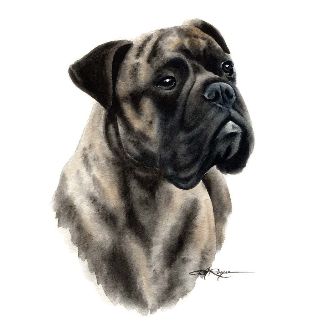 BULLMASTIFF BRINDLE Art Print Signed by Artist DJ Rogers
