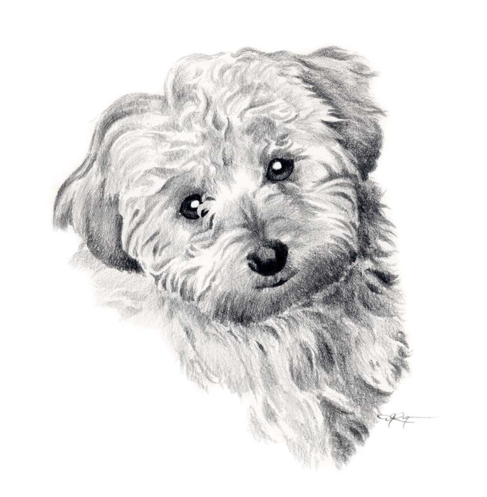COCKAPOO Dog Art Print Signed by Artist DJ Rogers