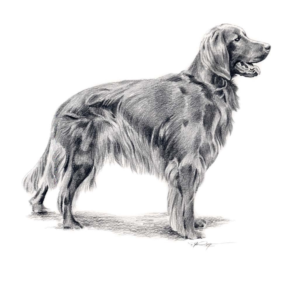 IRISH SETTER Dog Pencil Drawing Art Print Signed by k9artgallery