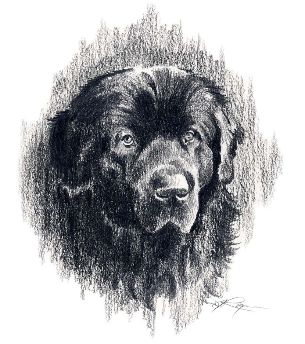 NEWFOUNDLAND Dog Pencil Drawing ART Print Signed by Artist DJ