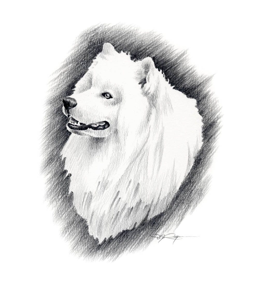 SAMOYED Dog Pencil Drawing ART Print Signed by Artist DJ