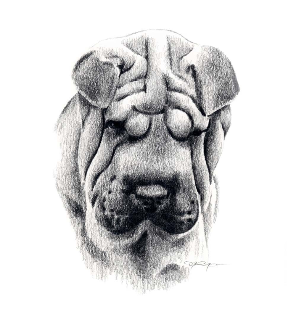 SHAR PEI Dog Pencil Drawing Art Print Signed by Artist DJ