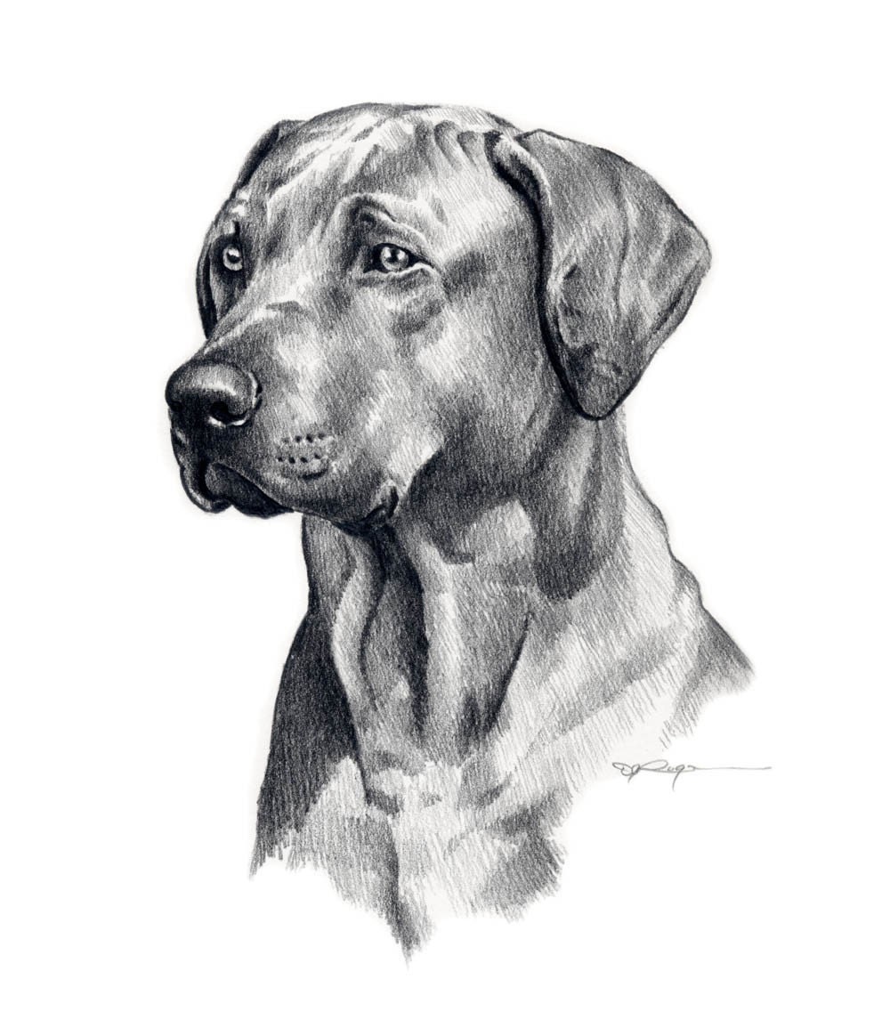 RHODESIAN RIDGEBACK Dog Pencil Drawing Art Print Signed by