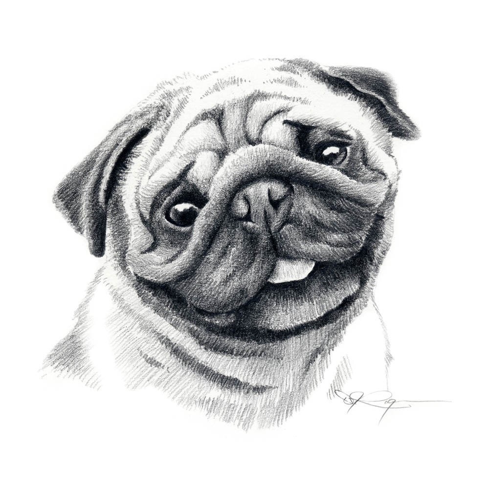  PUG  Dog  Pencil Drawing  ART Print Signed by Artist DJ Rogers