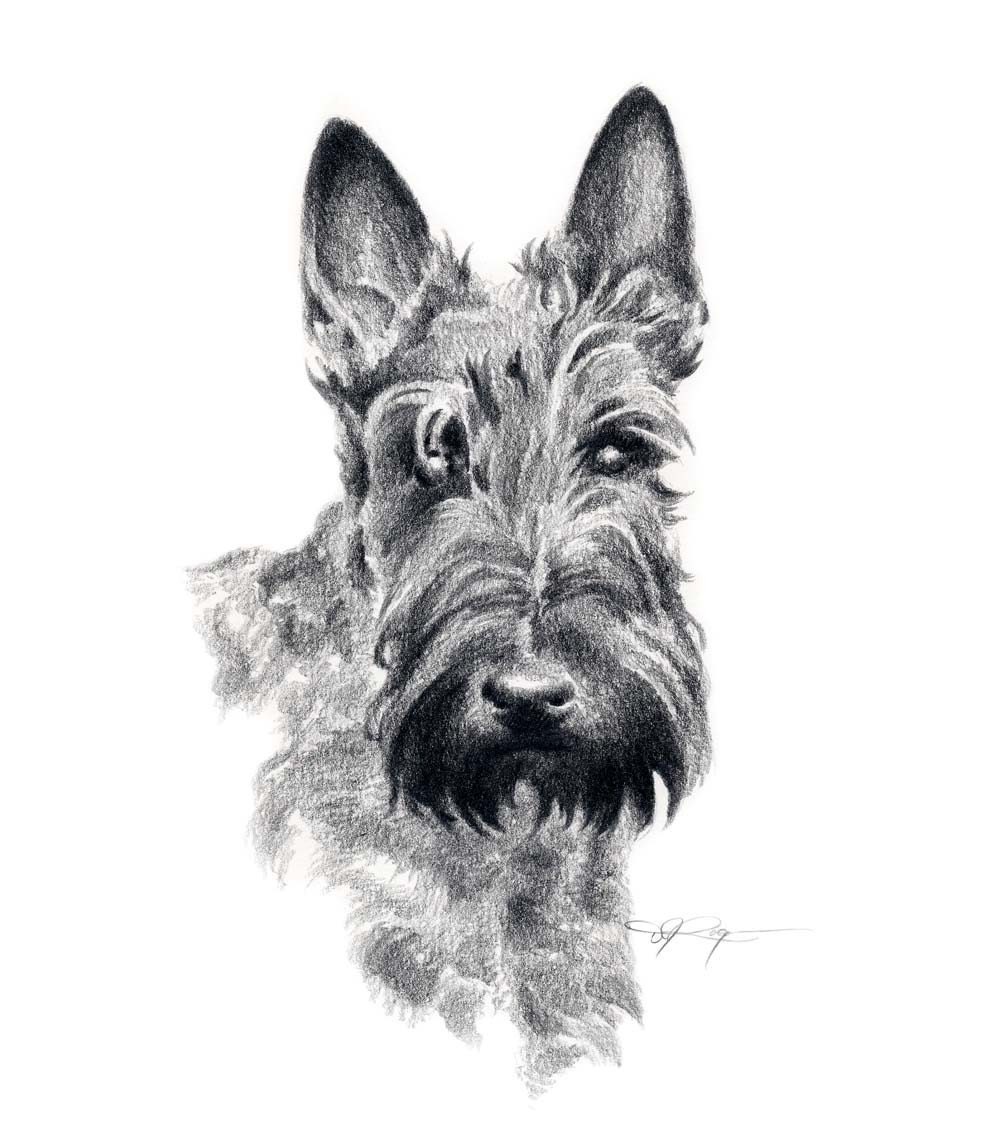 SCOTTISH TERRIER Dog Pencil Drawing Art Print Signed by Artist