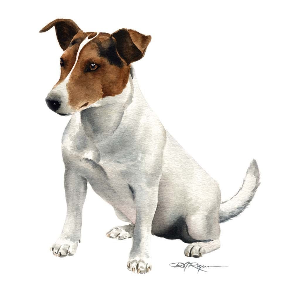 JACK RUSSELL TERRIER Dog Art Print Signed by Artist D J Rogers