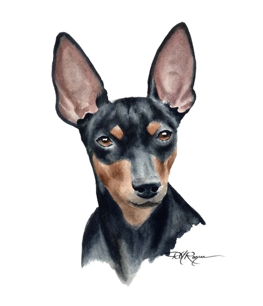 MINIATURE PINSCHER Art Print Signed by Artist DJ Rogers