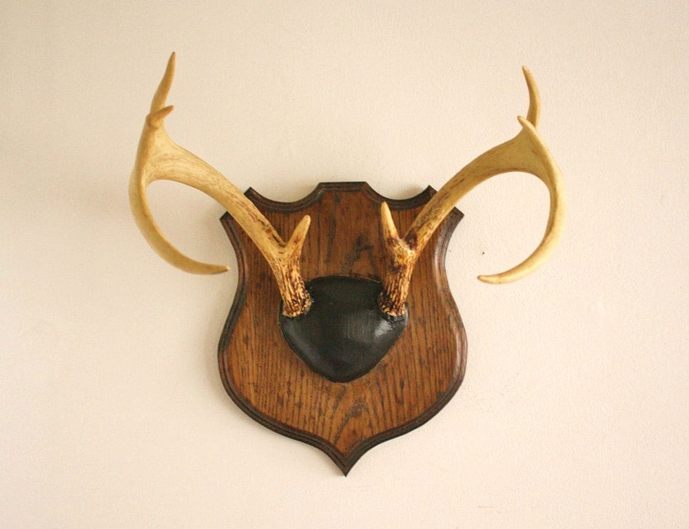 Vintage deer antlers mounted on a solid wood plaque