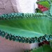 Succulent Mother of Thousands - SPECIAL 30 tiny baby Kalanchoe laetivirens