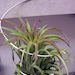 Air plant Tillandsia Ionatha on Wire Hanger Hanging with Suction Cup
