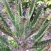 Succulent "Maternity Plant" Kalanchoe tubiflora - 10 baby plants or cuttings and Pink Flowers