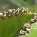 Kalanchoe daigremontiana ...also called Mother of Thousands