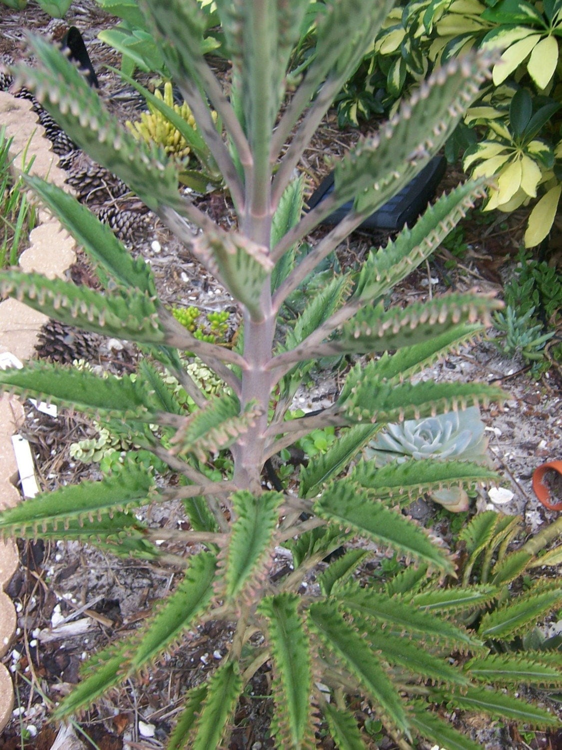 Maternity Plant Kalanchoe tubiflora Succulent