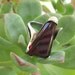 Vintage 60s Modernist Sterling silver and Garnet Ring 4.5
