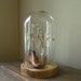 large glass dome with wood base