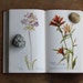 field book of western wildflowers