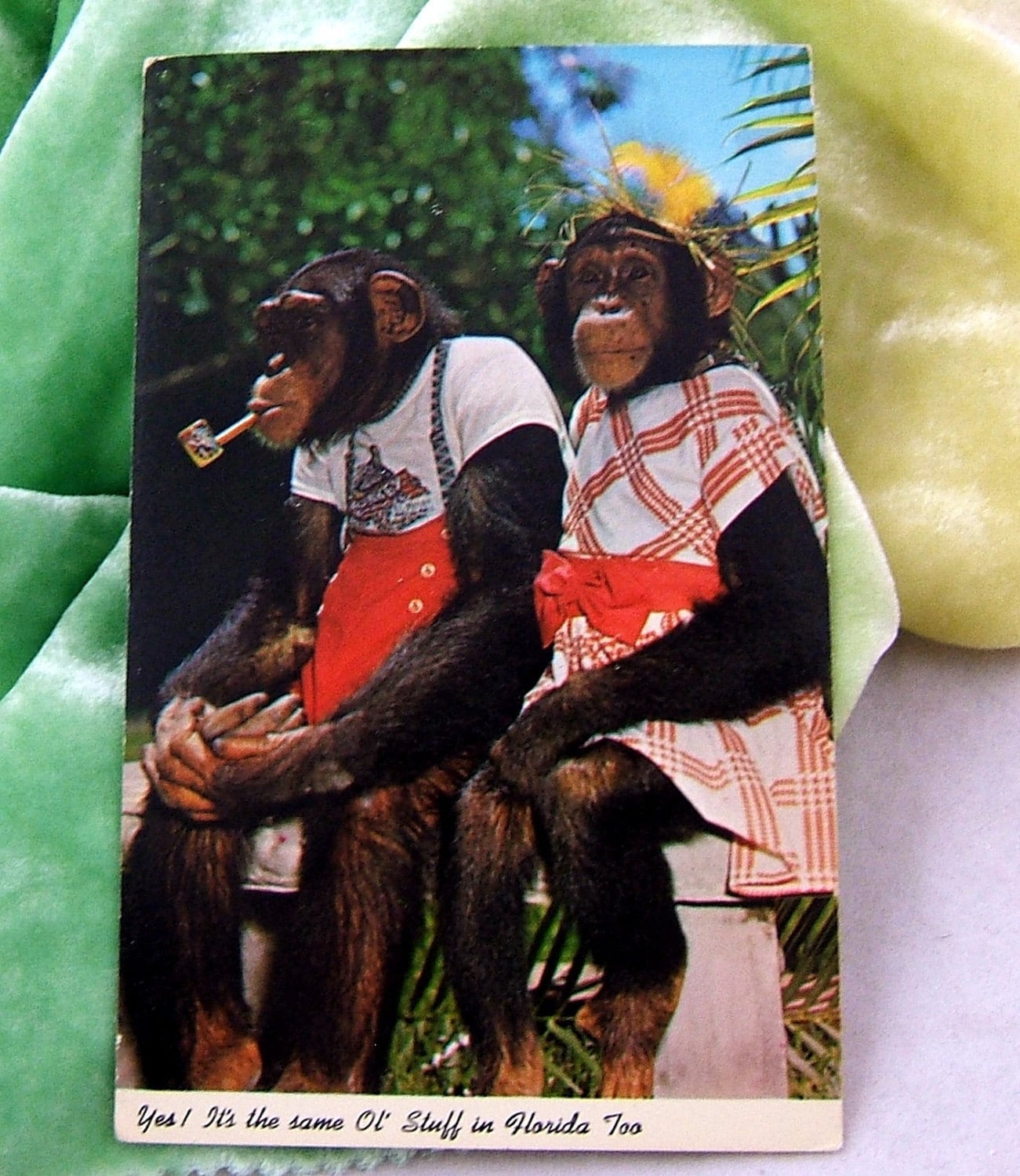 Vintage Chimpanzee Couple Dressed as People Monkey Jungle