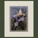 IRISES 8x10 Print - Double Acid Free Mat