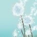 Perennial Moment (aqua) - 8x10 Print