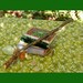 Wildewood FAIRY MAGIC WAND, Green Hue, Mostly Straight, Handmade, Real