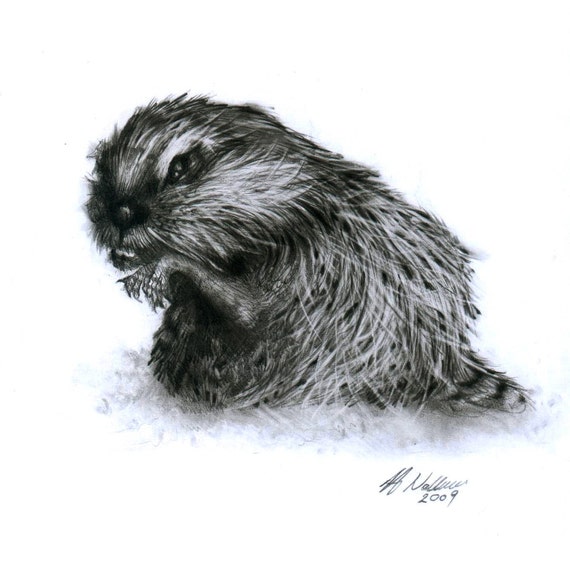 Items similar to Beaver Original Pencil Drawing - Ready To Ship on Etsy