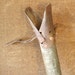 res for kerryVintage METAL CLAM DIGGER, handle, iron foot, patent, unique display/upcycle project