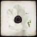 anemones no. 2045