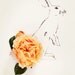 rabbit no. 0036