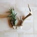 a lovely anomaly - vintage antler