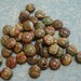 Czech 13mm Multicolored Polished Glass Snail Beads (7 pcs)