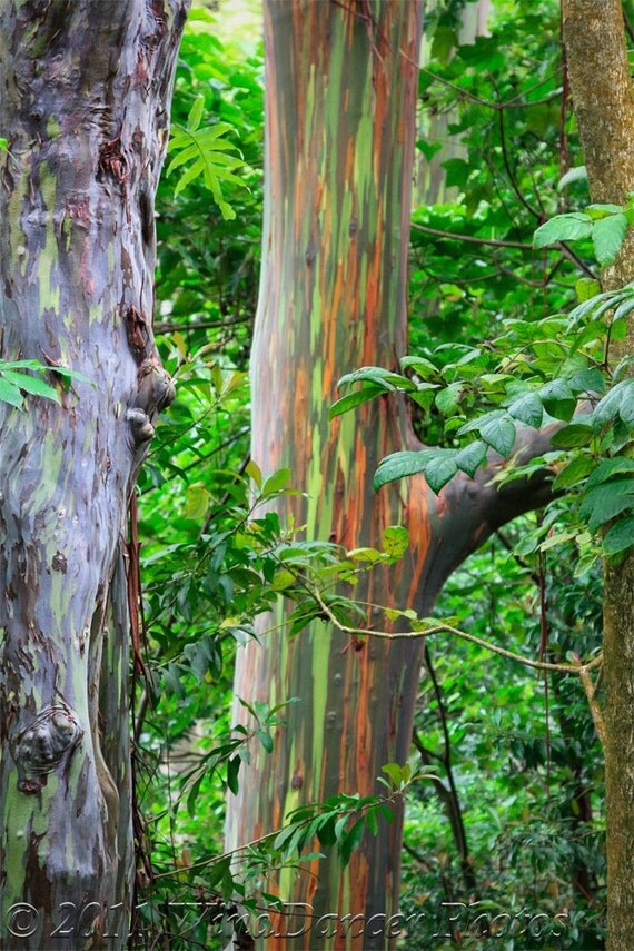 Road to Hana Rainbow Eucalyptus Trees Maui Hawaii Tree