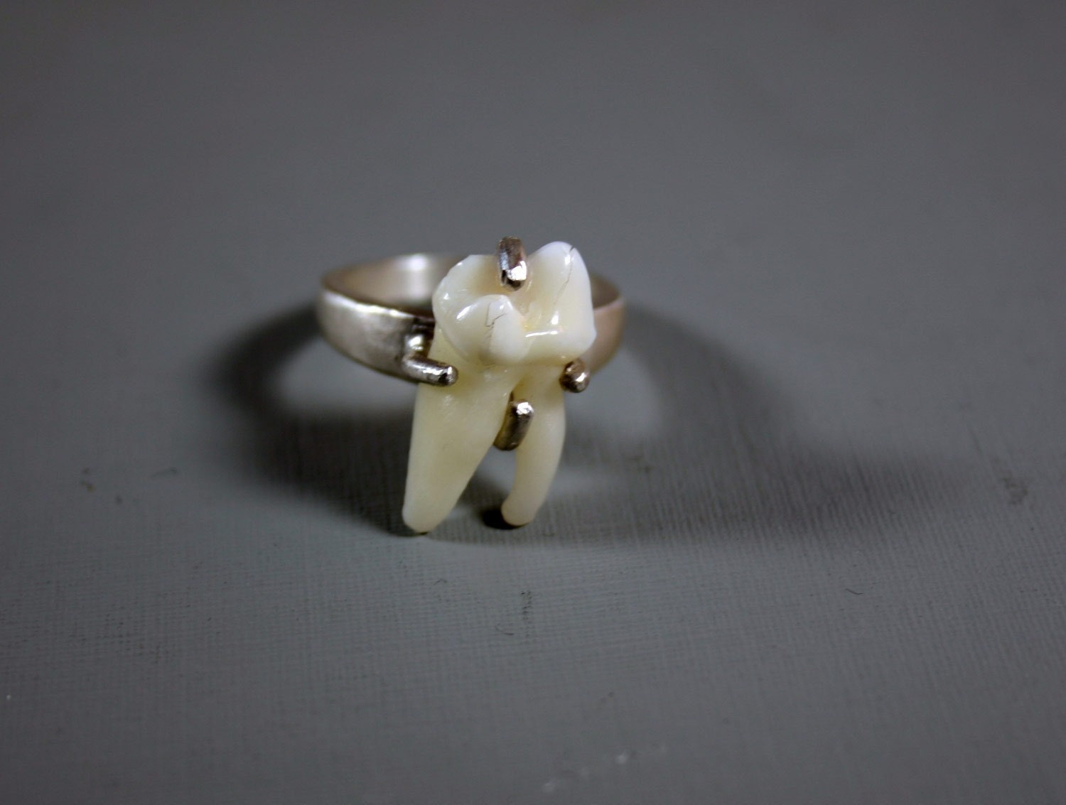 bear tooth engagement ring. real tooth version.