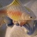 Catch a Pair of Koi Fish