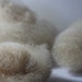 Combed Top, Navajo Churro Lambswool, Cloud Sampler Pack, Natural, Undyed, gorgeous fiber, tot. wt. 3/8 oz