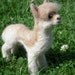 Alpaca - needle felted mini sculpture