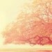 that was just a dream - tree photograph - original fine art print