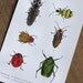 Beetle Postcards