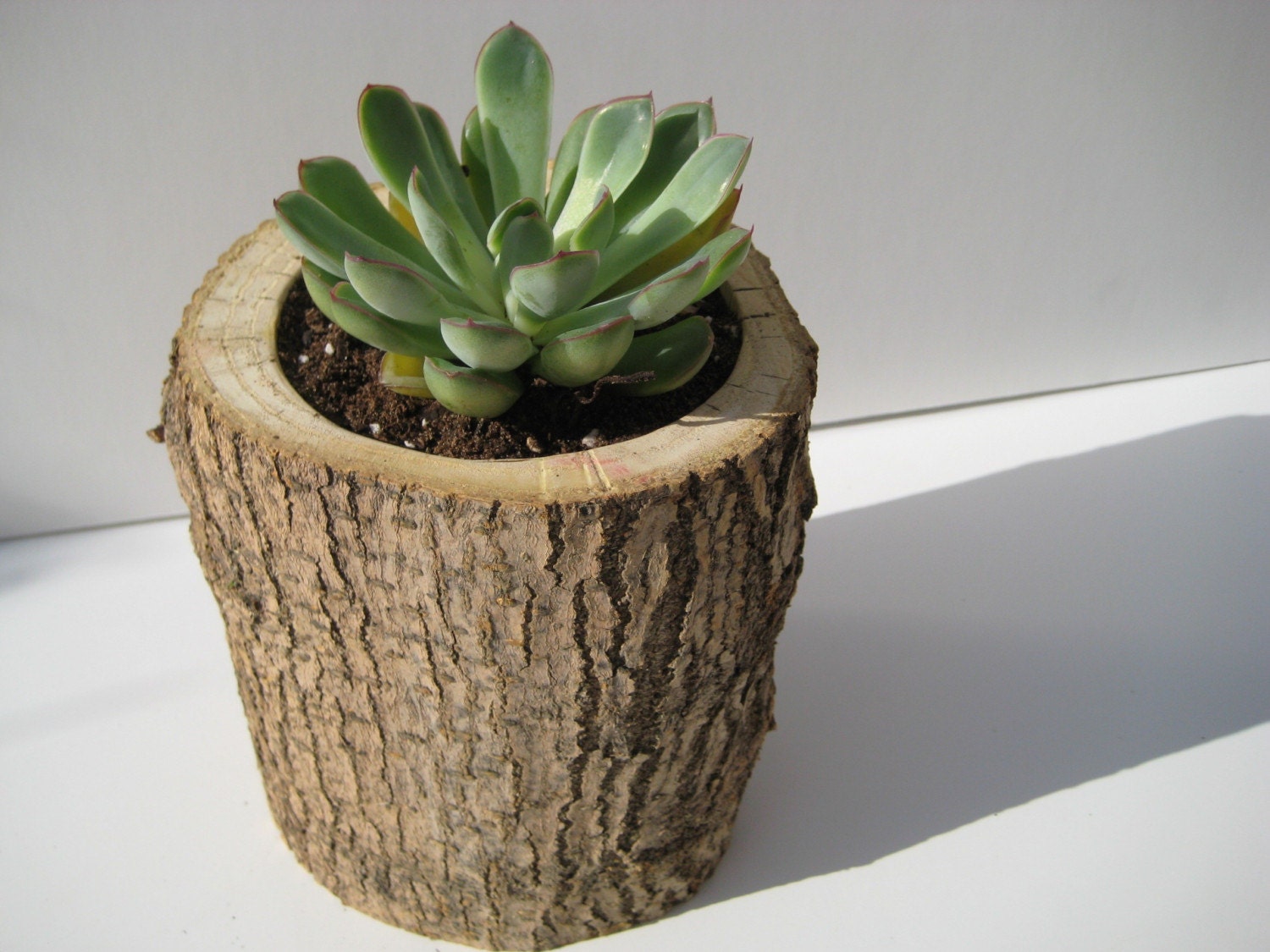 Small Stump Planter
