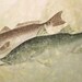 Two Down- Limited Edition Reproduction of gyotaku of Snook and Redfish