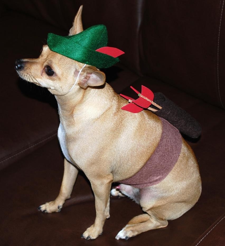 robin-hood-dog-costume