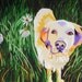 16x20" Original Painting of a Lab in the Grass